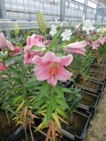 [4537 VH13 No01.JPG]